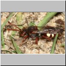 Nomada alboguttata - Wespenbiene m09 8mm - Sandgrube Niedringhaussee det.jpg